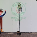 Albízia ružová (Albizia Julibrissin) ´OMBRELLA BOUBRI´® - výška 190-210 cm, obvod kmeňa 2/4 cm, kont. C10L - NA KMIENKU